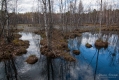 005_Biebrza - kwiecien 2010